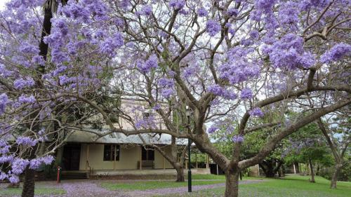 Jacarandas at Writing NSW in November 