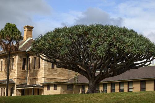 Beautiful Tree, Beautiful Buildingby Hayley Anderson