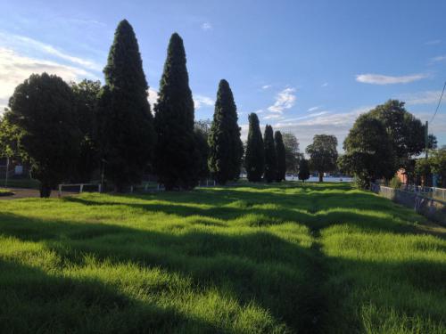 Poplars by Waterfront Oval