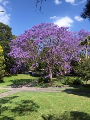 Jacaranda