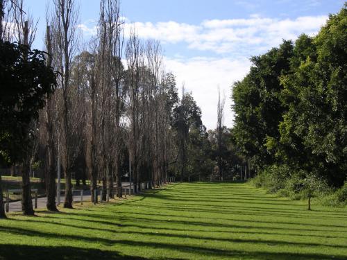 Row of poplars