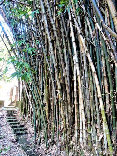 Bamboo at Broughton Hall