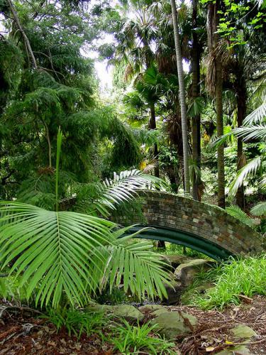 Bridge in the Rainforest