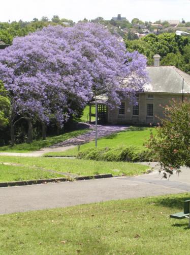 Jacaranda