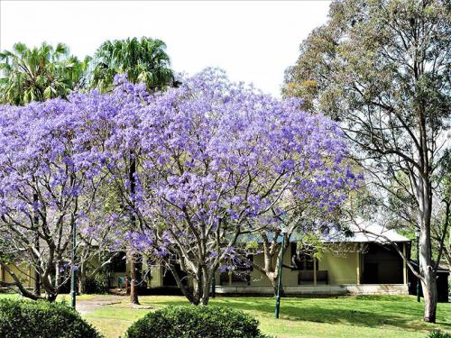 Jacaranda at Writing NSW